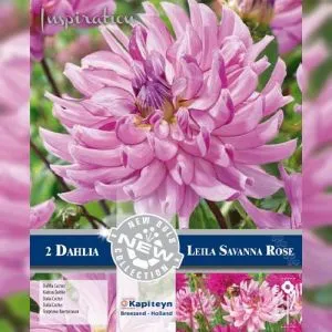 Жоржина Leila Savannah Rose (Брендові цибулини KAPITEYN®) фото