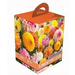 Жоржина Mixed Colours Box Summer Garden (Брендові цибулини KAPITEYN®) фото