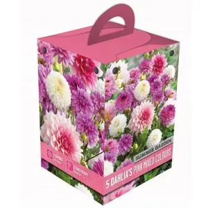 Жоржина PInk Box Summer Garden (Брендові цибулини KAPITEYN®) фото