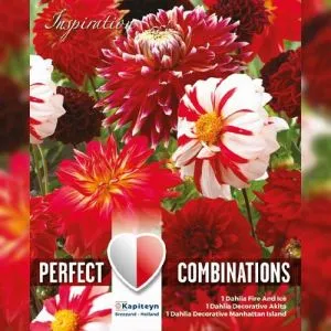 Жоржина Red & White Shades (Брендові цибулини KAPITEYN®) фото
