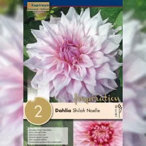 Жоржина Shiloh Noelle (Брендові цибулини KAPITEYN®) фото