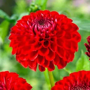 Жоржина Sunny Boy Red фото