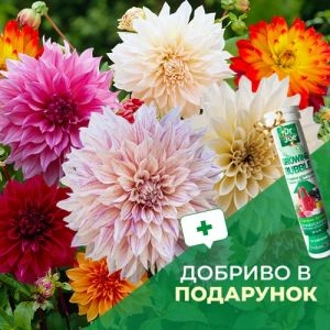 Жоржини Exclusive Mix 10 (Універсальне добриво Dr. Joe в подарунок) фото