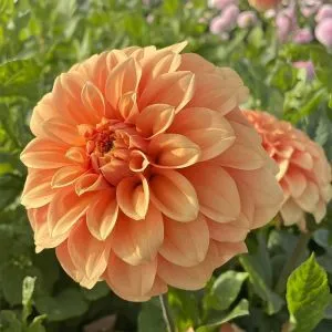 Жоржина Garden Jubilee фото