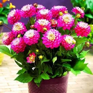 Жоржина Melody Pink Allegro фото