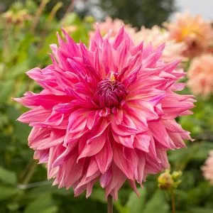 Жоржина Penhill Dark Monarch фото