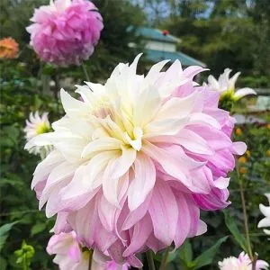 Жоржина Pink Petticoat фото