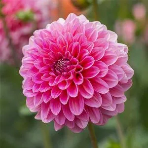 Жоржина Pink Runner фото