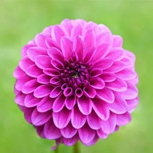 Жоржина Purple Fox фото