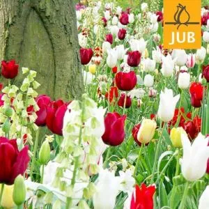 Мікс ландшафтний Daring Display (Брендові цибулини Jub Holland) фото