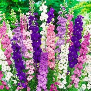 Дельфініум Однорiчний високий суміш фото
