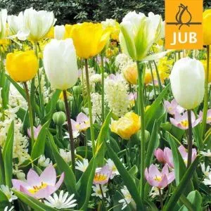 Мікс ландшафтний Delicate (Брендові цибулини Jub Holland) фото