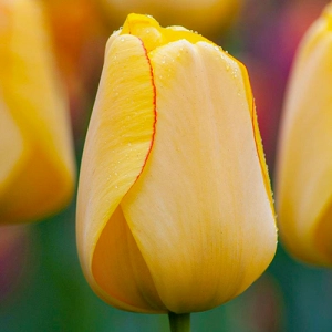 Тюльпан Golden Parade фото