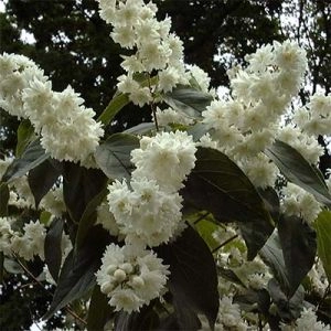 Дейція Magnifica фото