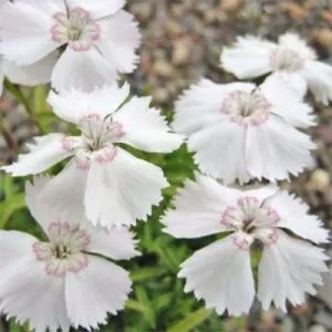 Гвоздика Alpinus Albus фото