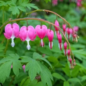 Дицентра Spectabilis фото