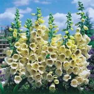 Наперстянка Primrose Carousel фото