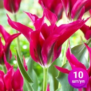 Тюльпан Doll's Minuet (Долс Мінует) 10 шт/уп фото