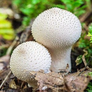 Дощовик їстівний фото