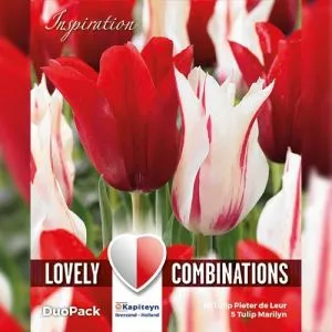 Комбо Тюльпани Duopack Lilyflowering Red and White (Брендові цибулини KAPITEYN®) фото