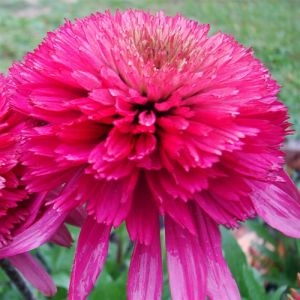 Ехінацея Southern Belle фото