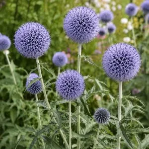 Головатень Taplow Blue фото