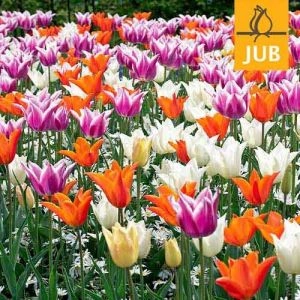 Мікс ландшафтний Elegant Lilies (Брендові цибулини Jub Holland) фото