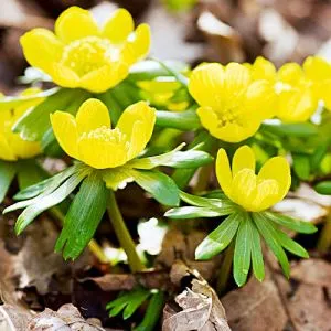 Ерантіс Hyemalis фото