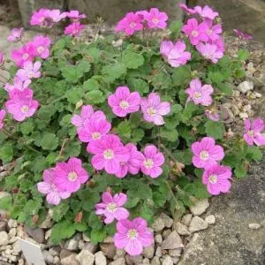 Еродіум Roseum фото