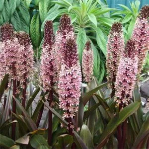 Еукоміс Sparkling Burgundy фото