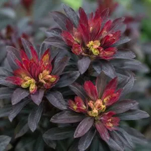 Еуфорбія Amygdaloides Purpurea фото