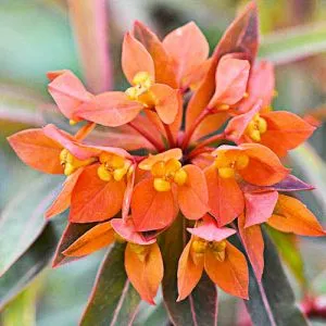 Еуфорбія Fireglow фото