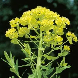 Еуфорбія Palustris фото