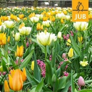 Мікс ландшафтний Exotic Show (Брендові цибулини Jub Holland) фото