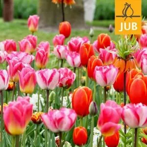 Мікс ландшафтний Extravagant (Брендові цибулини Jub Holland) фото