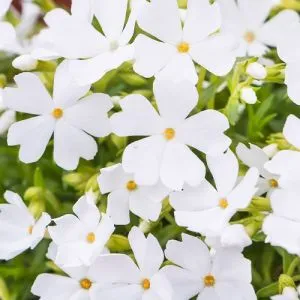 Флокс Fabulous White фото