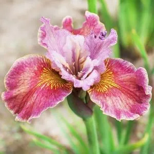 Ірис Sibirica Fancy Me This фото