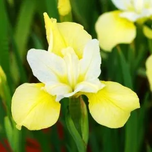 Ірис Sibirica Butter and Sugar фото