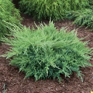 Ялівець Pfitzeriana Compacta фото