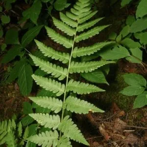 Папороть Щитник Клінтона (Dryopteris clintoniana) фото
