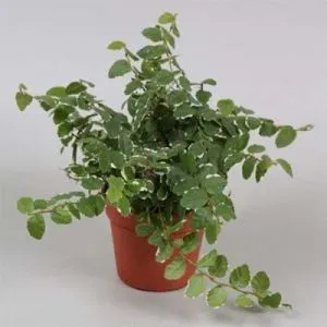 Фікус White Sunny фото