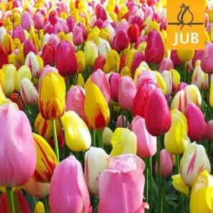 Мікс ландшафтний Fiesta (Брендові цибулини Jub Holland) фото