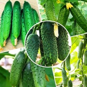 Набір Самозапильних Огірків (5 упаковок) фото