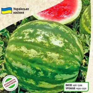 Кавун Княжич фото