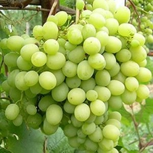 Виноград  Мускат Жемчужний фото