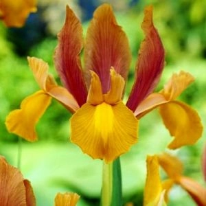 Ірис Hollandica Autumn Princess фото