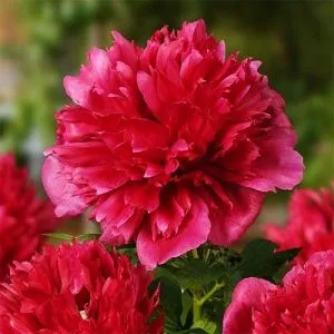 Півонія Many Happy Returns фото