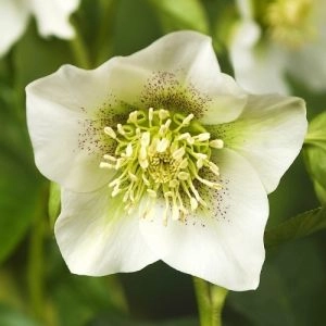 Морозник Pretty Ellen White фото
