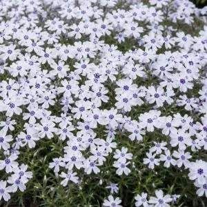 Флокс Bavaria фото