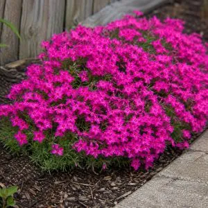 Флокс Scarlet Flame фото